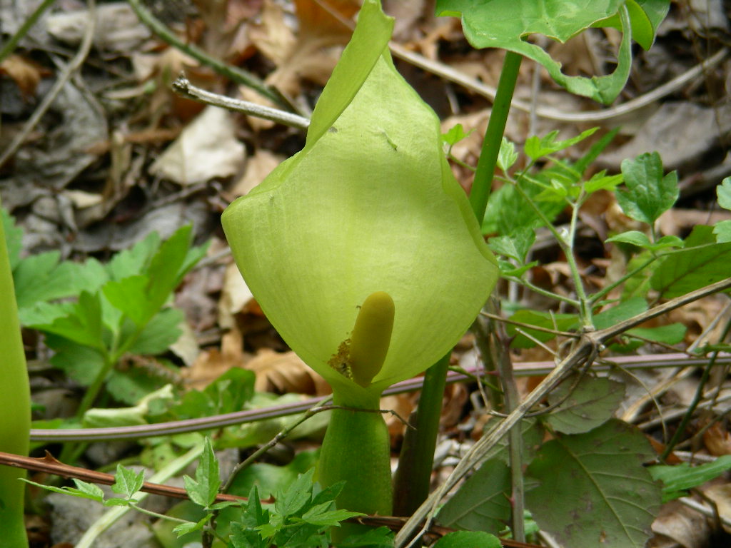 Arum italicum e Arum maculatum